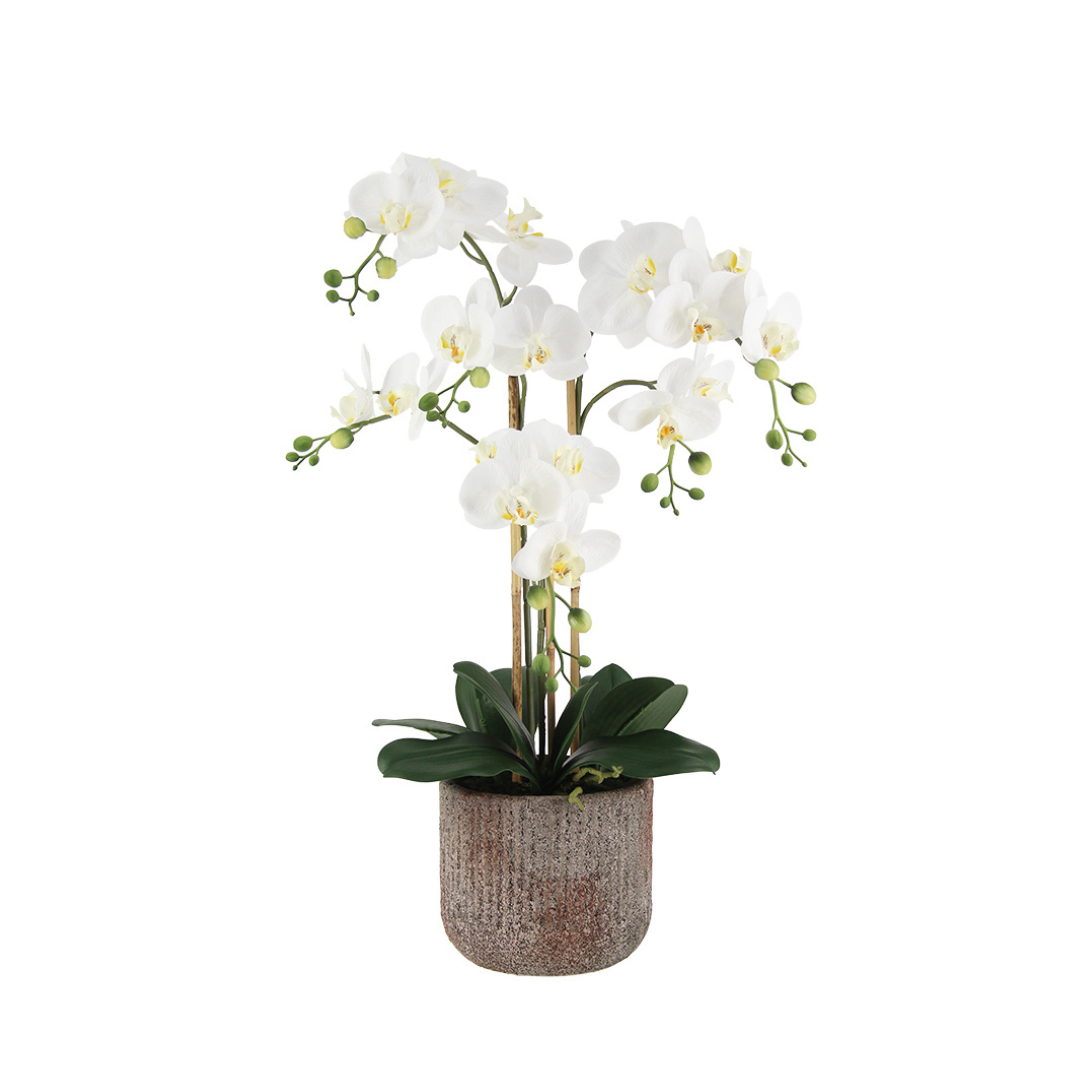 Phalaenopsis Orchid Arrangement with Rustic Pot - White 66cm