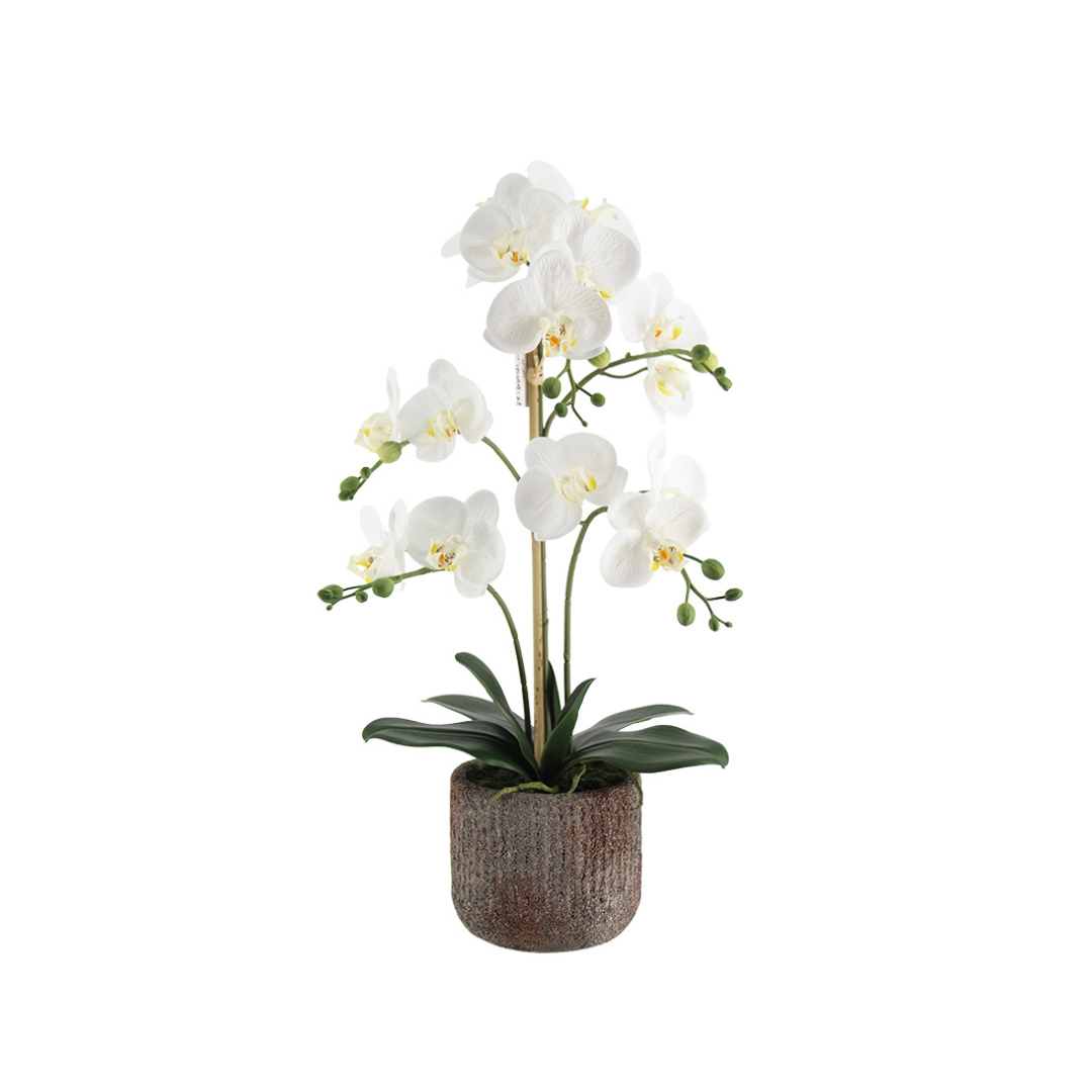 Phalaenopsis Orchid Arrangement with Rustic Pot - White 61cm
