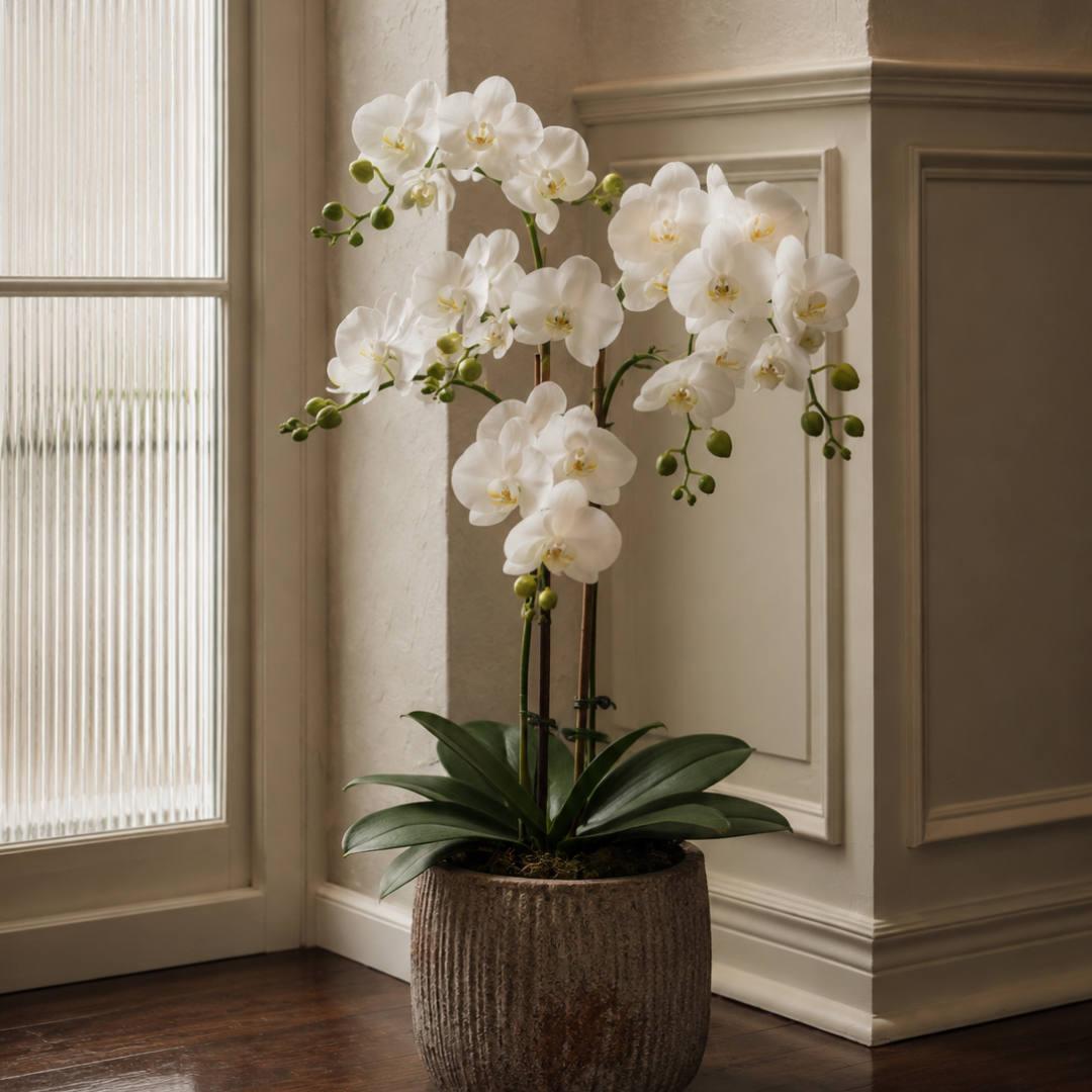 Phalaenopsis Orchid Arrangement with Rustic Pot - White 66cm
